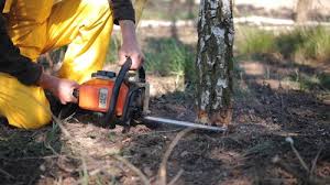 Best Stump Grinding and Removal  in Eatons Neck, NY